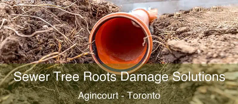Sewer Tree Roots Damage Solutions Agincourt - Toronto